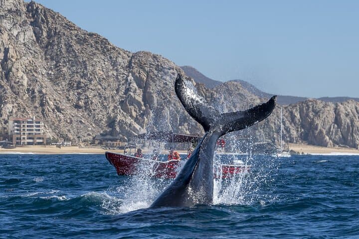 Cabo Whale Watching: Arch & Beach Cruise with Glass-Bottom Boat photo 5