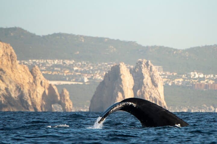 Cabo Whale Watching: Arch & Beach Cruise with Glass-Bottom Boat photo 6