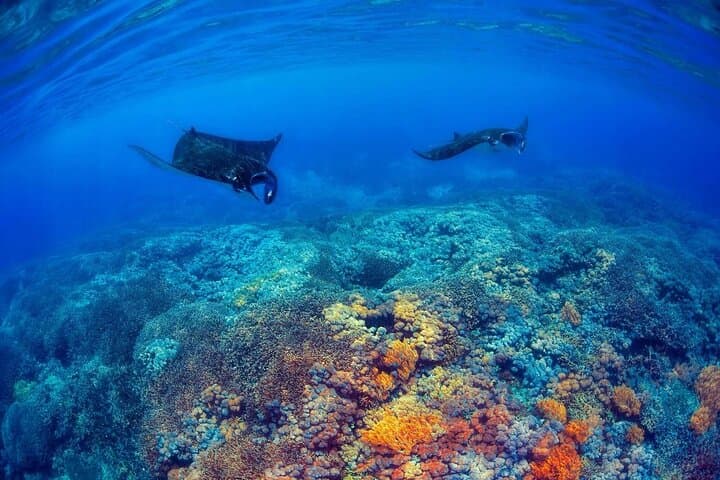 Nusa Penida Snorkeling Adventure — Swim with Manta Rays at Manta Bay, Crystal Bay & Gamat Bay photo 3