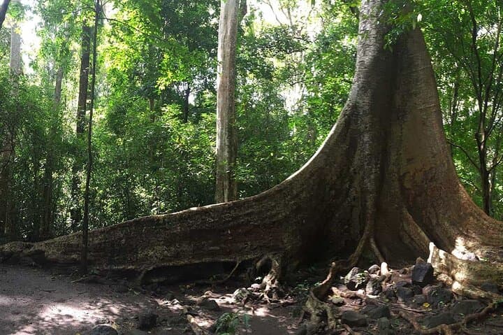 Cat Tien National Park Day Trip: Trek Rainforest Trails and Cycle Nam Cat Tien Village photo 2