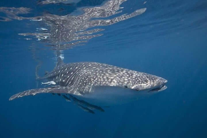 Half-Day Snorkel & Kayak at Daymaniyat Islands — Reefs, Turtles & Clear Waters photo 3