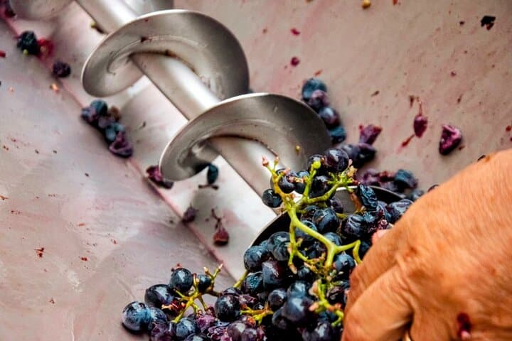 Douro Valley Wine Harvest: Grape Picking, Stomping & Family Lunch Experience photo 6