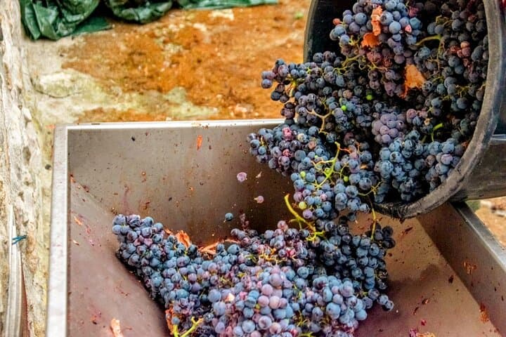 Douro Valley Wine Harvest: Grape Picking, Stomping & Family Lunch Experience photo 5