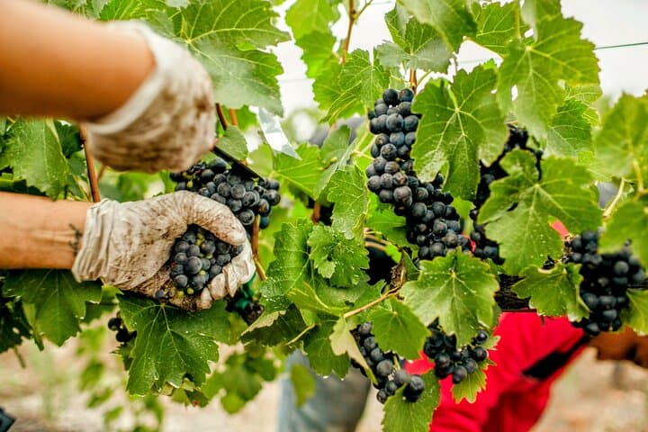 Douro Valley Wine Harvest: Grape Picking, Stomping & Family Lunch Experience photo 4