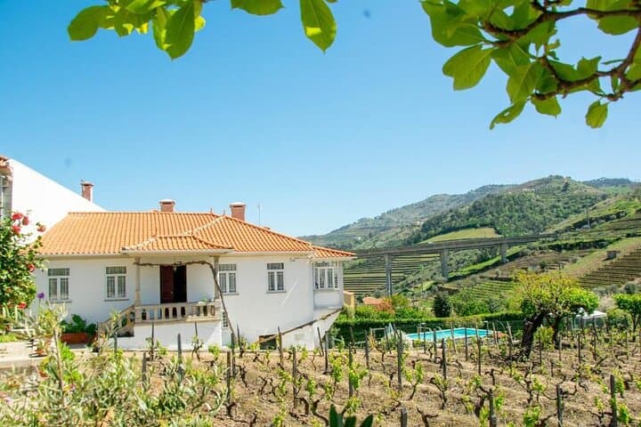 Douro Valley Wine Harvest: Grape Picking, Stomping & Family Lunch Experience