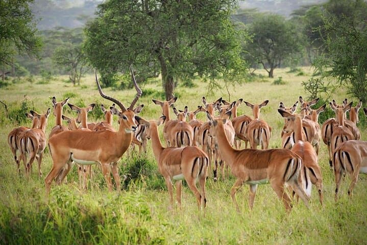 Full-Day Maasai Mara Safari from Nairobi: Game Drives, Wildlife & Practical Tips photo 3