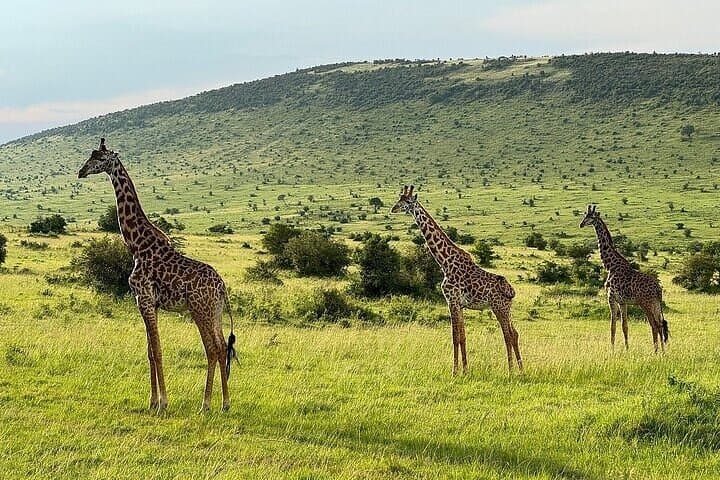 Full-Day Maasai Mara Safari from Nairobi: Game Drives, Wildlife & Practical Tips photo 2