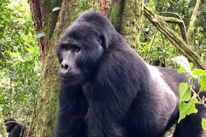 8-Day Uganda Safari: Chimp Tracking, Gorilla Trekking & Kazinga Boat Cruise photo 2
