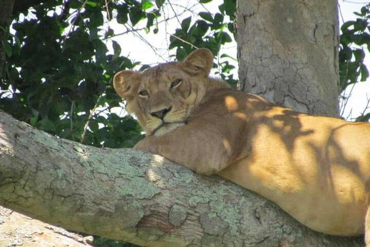 8-Day Uganda Safari: Chimp Tracking, Gorilla Trekking & Kazinga Boat Cruise photo 3