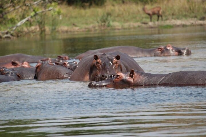 8-Day Uganda Safari: Chimp Tracking, Gorilla Trekking & Kazinga Boat Cruise photo 4