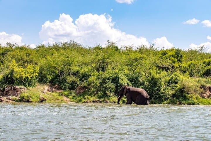 8-Day Uganda Safari: Chimp Tracking, Gorilla Trekking & Kazinga Boat Cruise photo 5