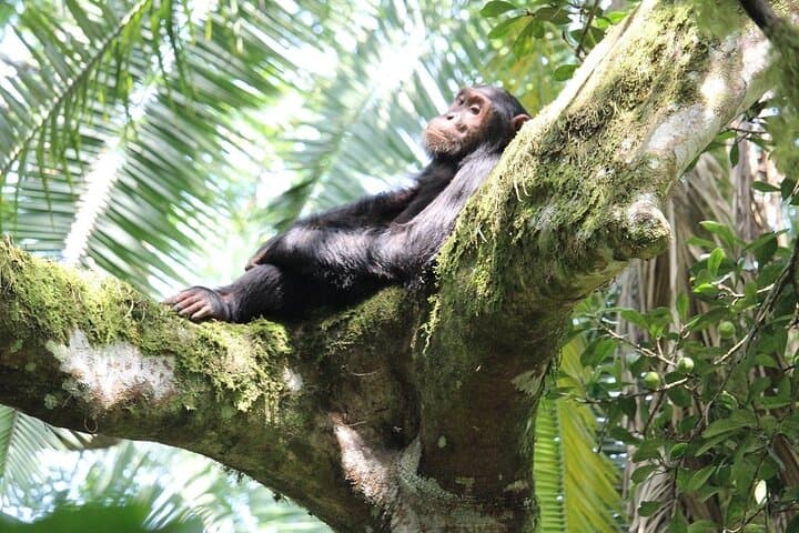 8-Day Uganda Safari: Chimp Tracking, Gorilla Trekking & Kazinga Boat Cruise