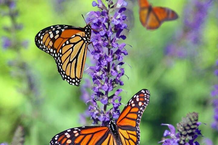 Zanzibar Green Tour Park: Butterfly Sanctuary, Jozani Wildlife & Spice Walk