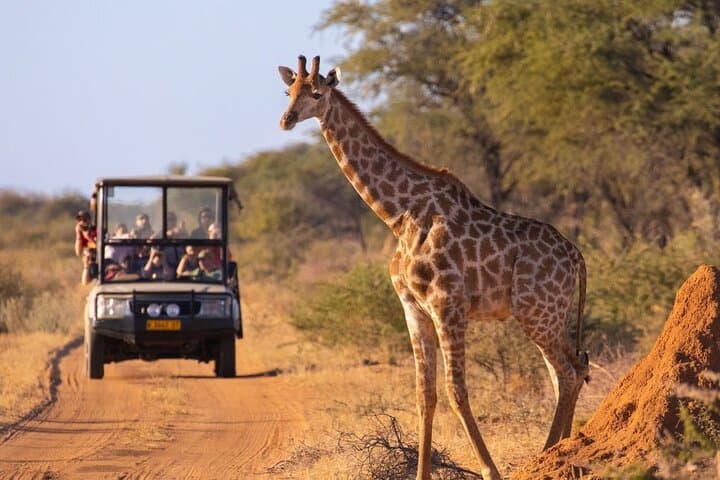 Ivory Moon: 3-Day Luxury Safari in Hoedspruit & Kruger