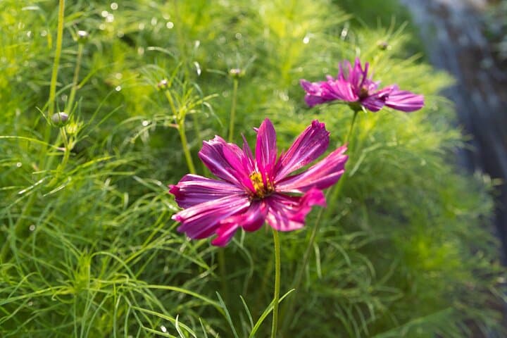 Pick Your Own Flowers at DaCy Meadow — Hudson Valley Farm Experience photo 5
