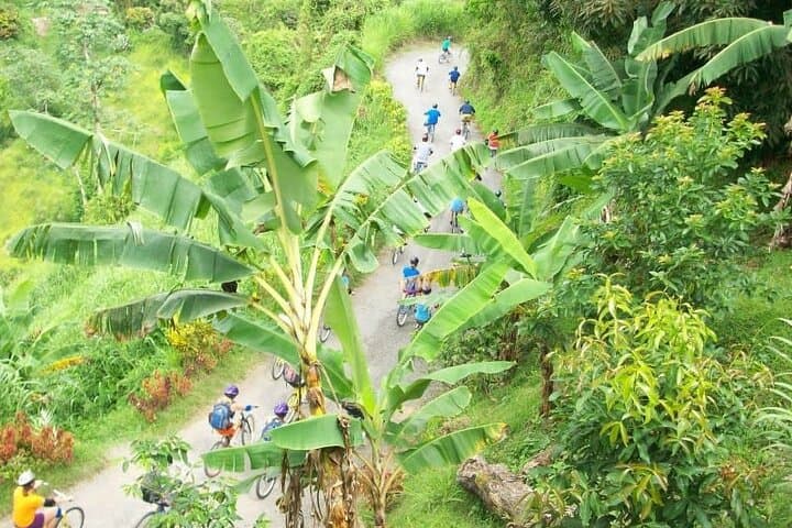 Blue Mountain Bicycle Tour Experience: Downhill Ride Through Jamaica’s High Forests photo 3