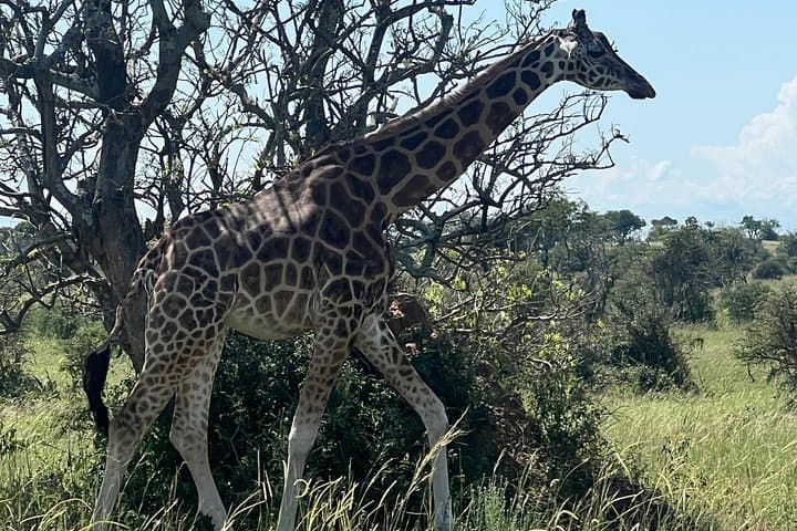 8-Day Best of Uganda Honeymoon: Big Five Safari & Nile Cruise photo 2