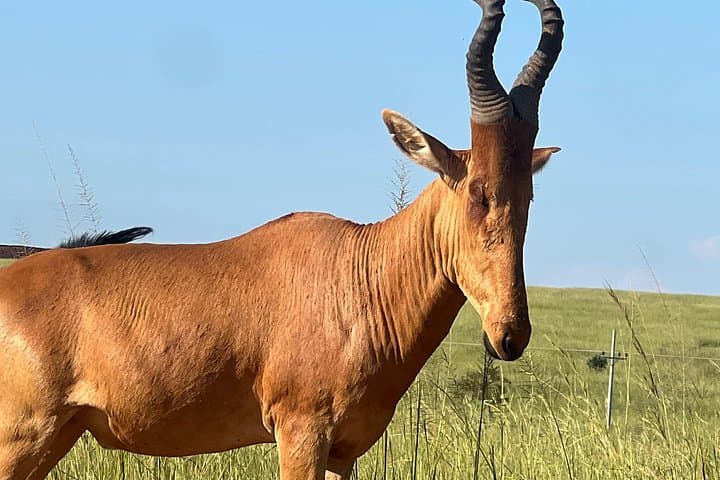 8-Day Best of Uganda Honeymoon: Big Five Safari & Nile Cruise photo 3