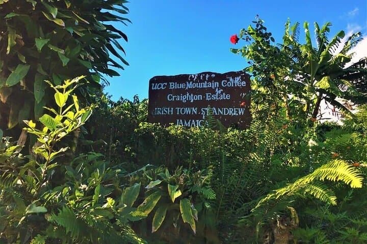 Blue Mountain Bicycle Tour Experience: Downhill Ride Through Jamaica’s High Forests photo 4