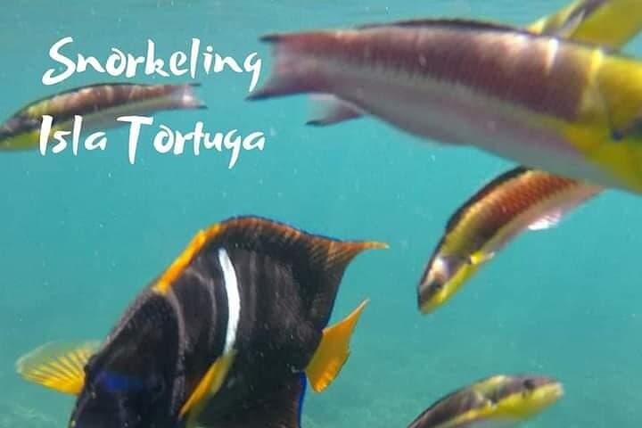 Tortuga Island Day Trip from Puntarenas — Snorkel, Viewpoint & Ceviche Lunch photo 5