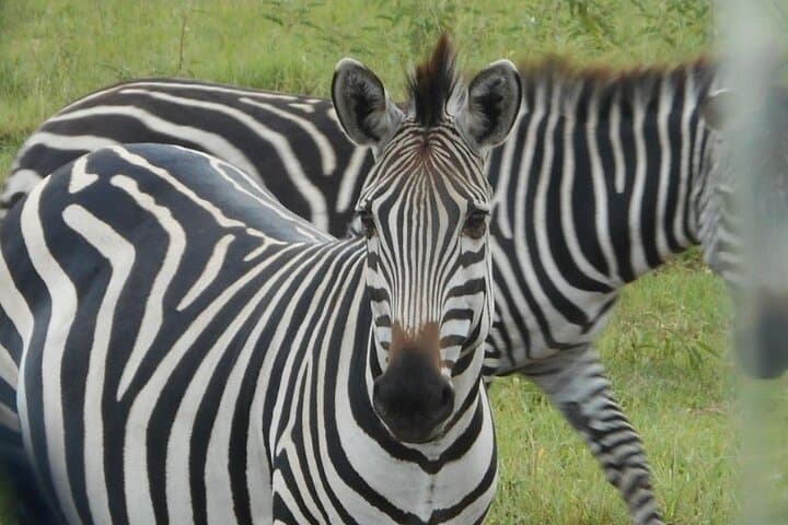 7-Day Uganda Safari & Gorilla Trekking — Bwindi, Mgahinga & Queen Elizabeth photo 3