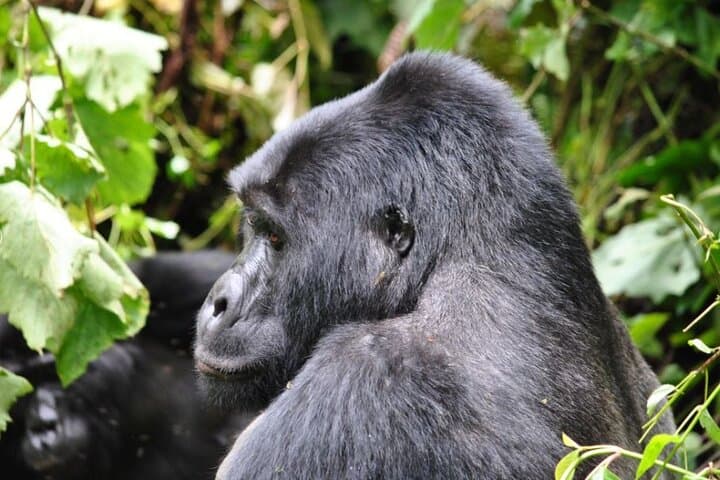 7-Day Uganda Safari & Gorilla Trekking — Bwindi, Mgahinga & Queen Elizabeth