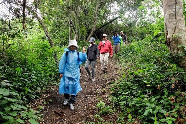 7-Day Uganda Safari & Gorilla Trekking — Bwindi, Mgahinga & Queen Elizabeth photo 4