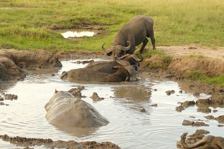 10-Day Uganda Safari: Gorilla Trekking, Murchison Falls & Rhinos