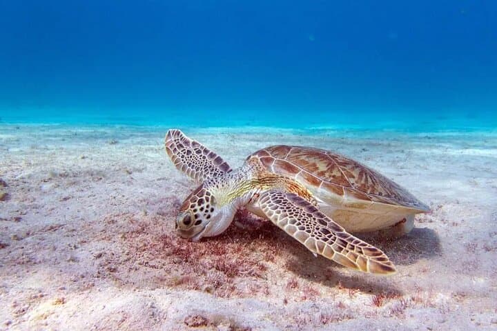 Custom Private Boat Tour in Bonaire — Luxury Snorkel & Sunset Charter photo 3