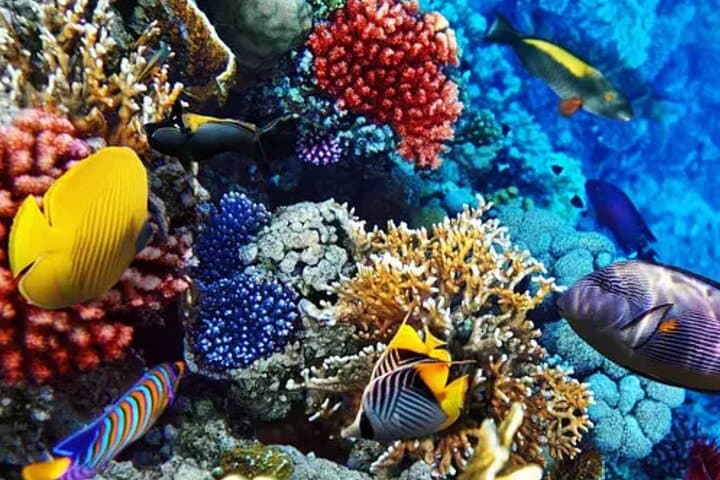 Custom Private Boat Tour in Bonaire — Luxury Snorkel & Sunset Charter photo 4