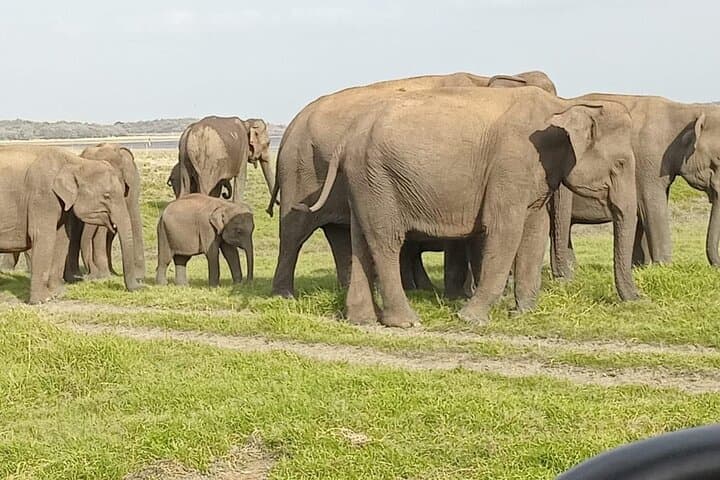 12-Day Sri Lanka Adventure: Culture, Nature & Beaches photo 5
