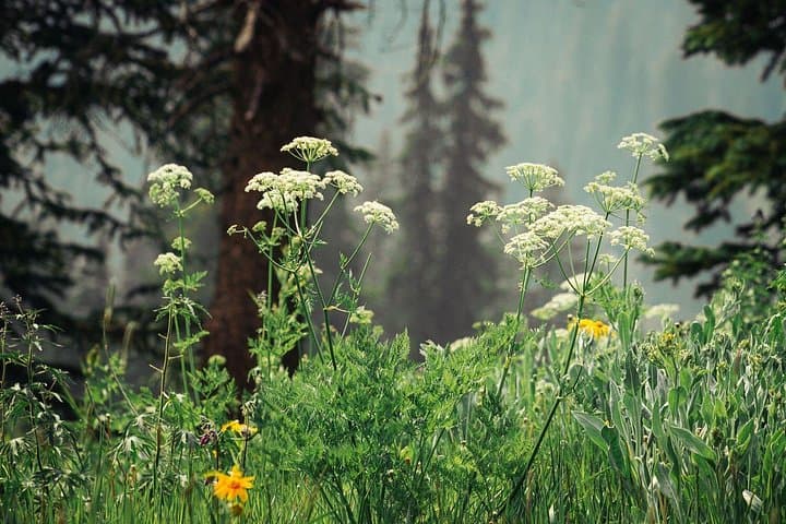 La Plata Canyon Jeep Tour: 2.5-Hour Open-Air 4x4 Adventure from Durango