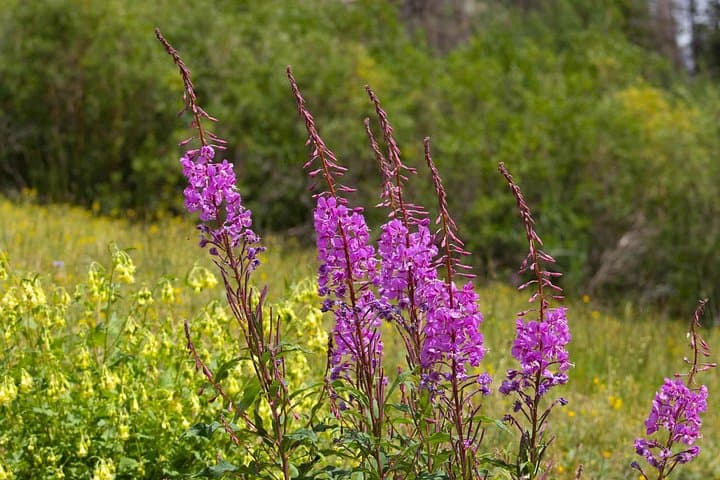 La Plata Canyon Jeep Tour: 2.5-Hour Open-Air 4x4 Adventure from Durango photo 5