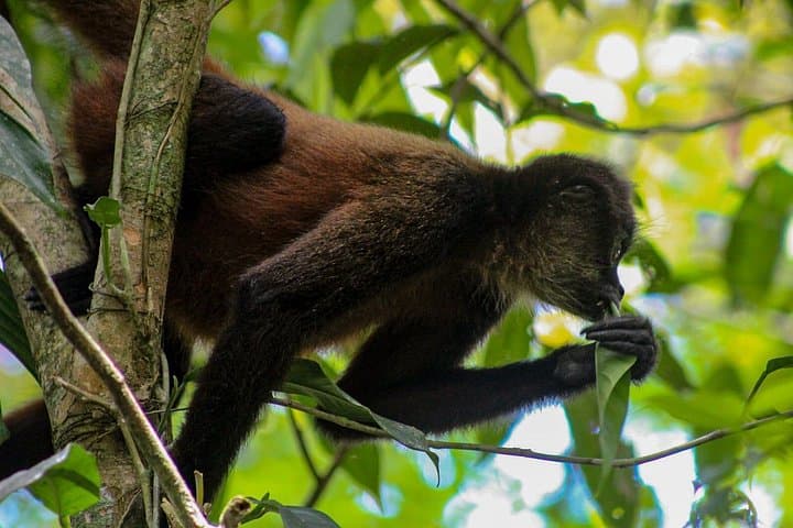 Corcovado National Park Tour: Whale Watching and San Pedrillo Rainforest Hike photo 4
