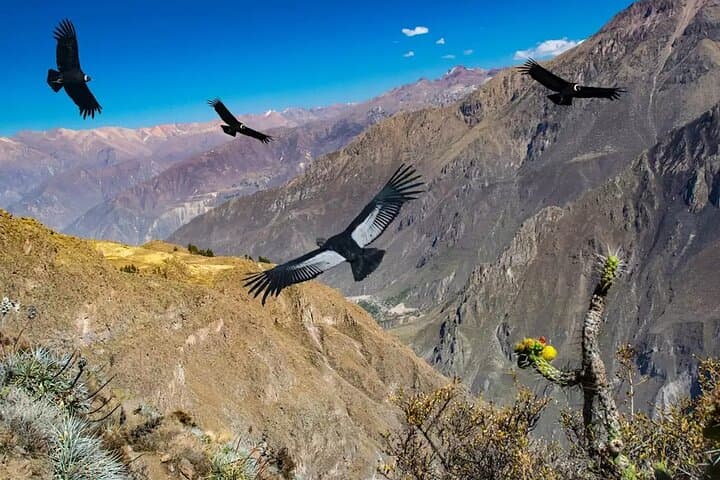 Colca Canyon Cruz del Cóndor Condor-Watching Day Tour from Arequipa photo 1