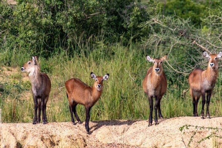 5-Day Murchison Falls & Chimpanzee Safari — Murchison Falls National Park, Uganda photo 3
