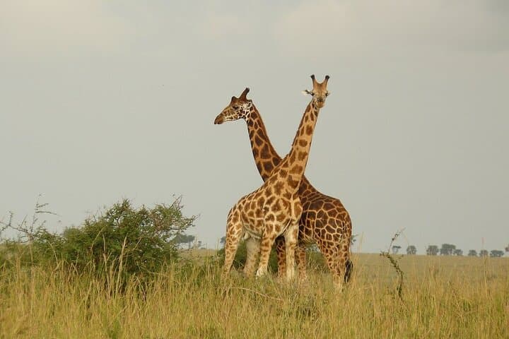 5-Day Murchison Falls & Chimpanzee Safari — Murchison Falls National Park, Uganda