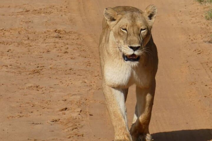 5-Day Murchison Falls & Chimpanzee Safari — Murchison Falls National Park, Uganda photo 6