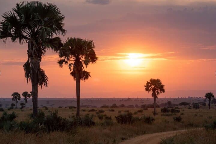 5-Day Murchison Falls & Chimpanzee Safari — Murchison Falls National Park, Uganda photo 4