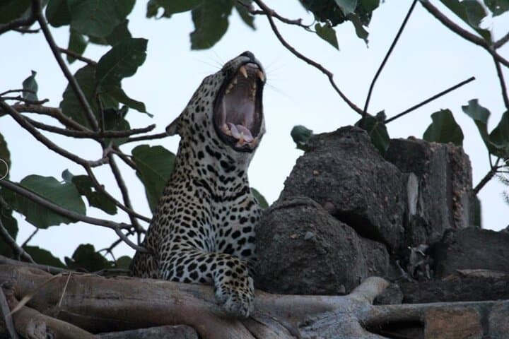 5-Day Murchison Falls & Chimpanzee Safari — Murchison Falls National Park, Uganda photo 5