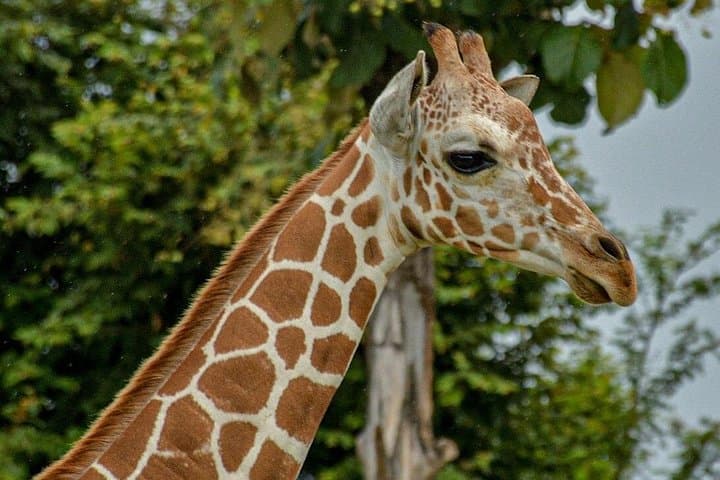 Up-Close Safari at Ponderosa Costa Rica — Guided Wildlife Drive near Liberia