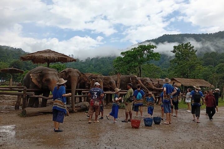 Chiang Mai Sticky Waterfall & Ethical Elephant Sanctuary Day Trip with Blue Temple photo 4