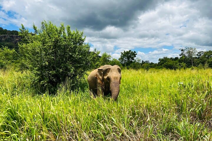 Minneriya Elephant Safari: Best Time, Tips & What to Expect