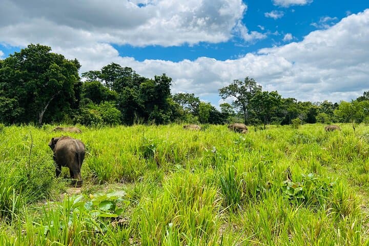 Minneriya Elephant Safari: Best Time, Tips & What to Expect photo 2