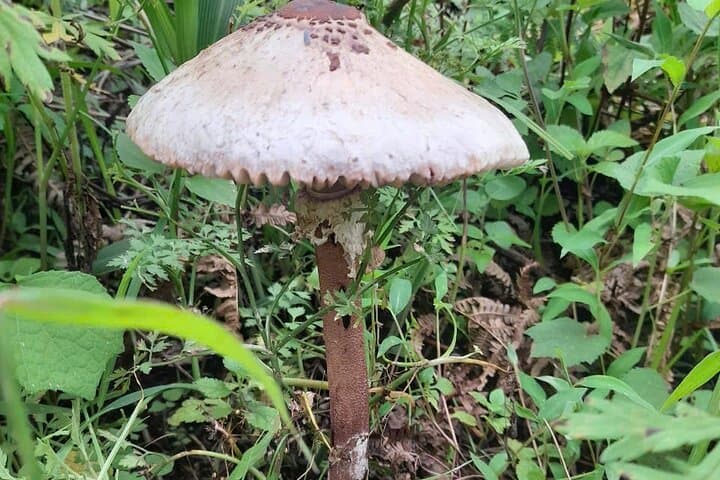 Sapa Homestay Trek: Fansipan Peak & Muong Hoa Valley 3-Day Trek photo 6