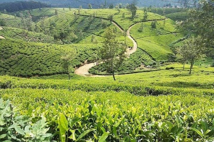 Private Sri Lanka Driver: Multi-Day Cultural Tour from Colombo to Kandy and Sigiriya photo 2