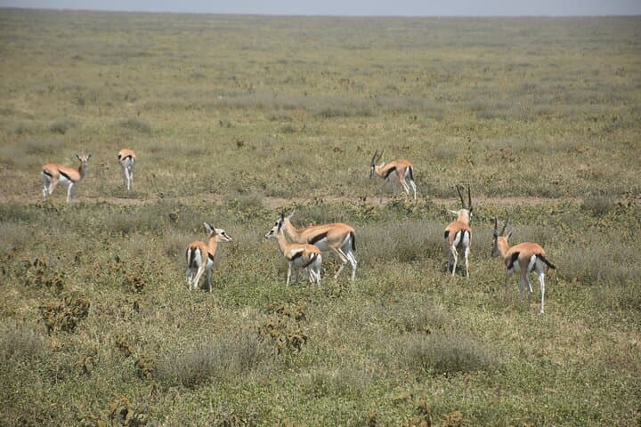 3-Day Serengeti & Ngorongoro Safari: Chase the Big Five photo 4