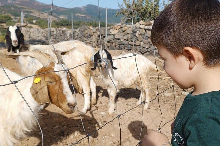 Seulo Farm Tour with Tasting: Rural Sardinia Cheese & Salami Experience