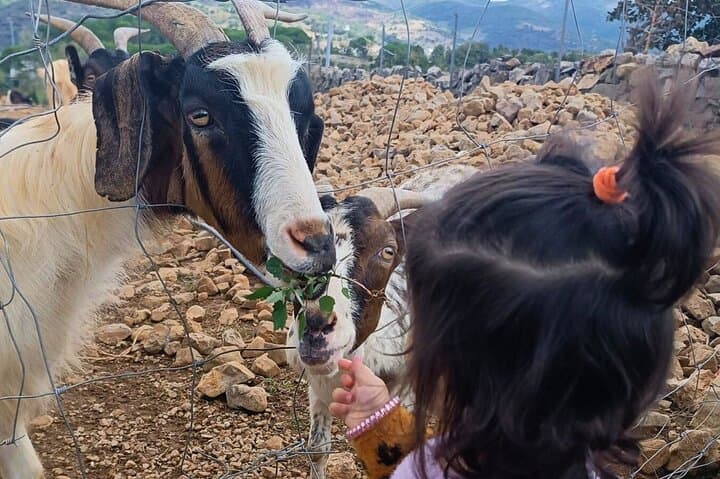 Seulo Farm Tour with Tasting: Rural Sardinia Cheese & Salami Experience photo 6