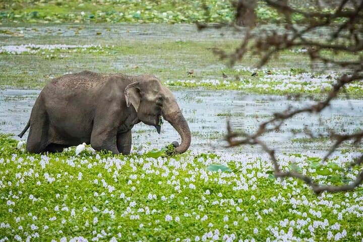 Gal Oya Boat & Jeep Safari from Arugam Bay — Elephant Boat Safaris on Senanayake Samudraya photo 2